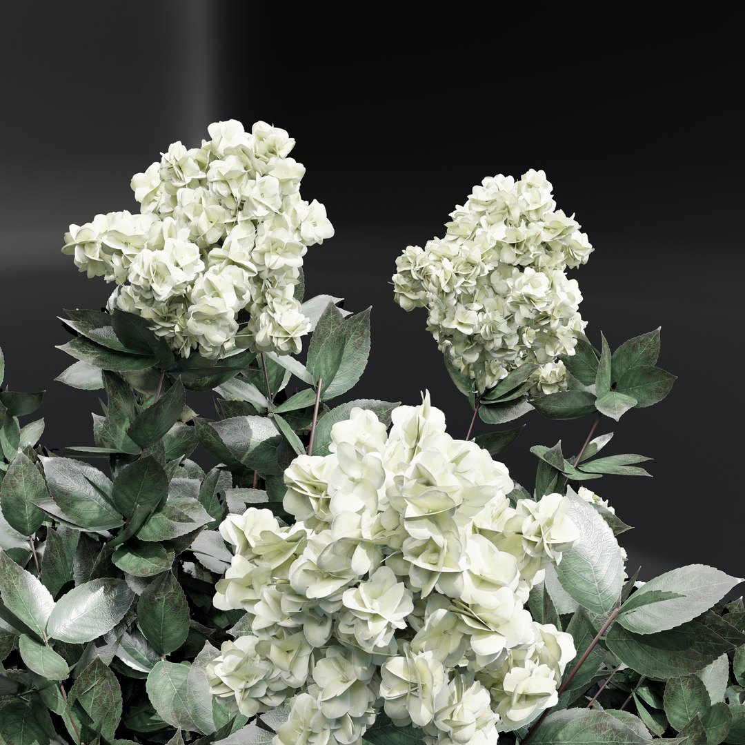 panicle hydrangea model https://p.turbosquid.com/ts-thumb/7S/xMjF6L/xl/rispenhortensie2/png/1679989710/1920x1080/fit_q87/01eec4fc0ad35322ff967408a5626feef12abd75/rispenhortensie2.jpg