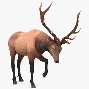Wapiti