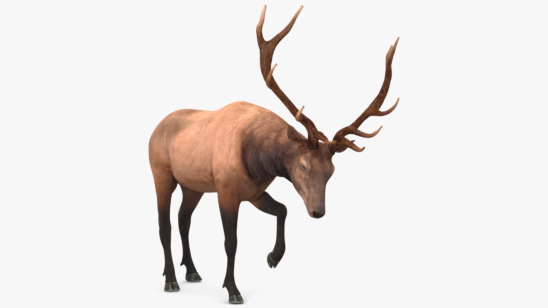 Wapiti 3D model preview