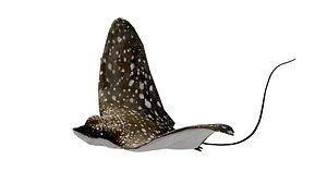 stingray