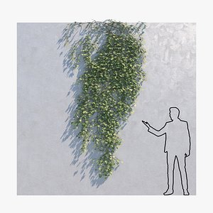 Ivy - Variation C