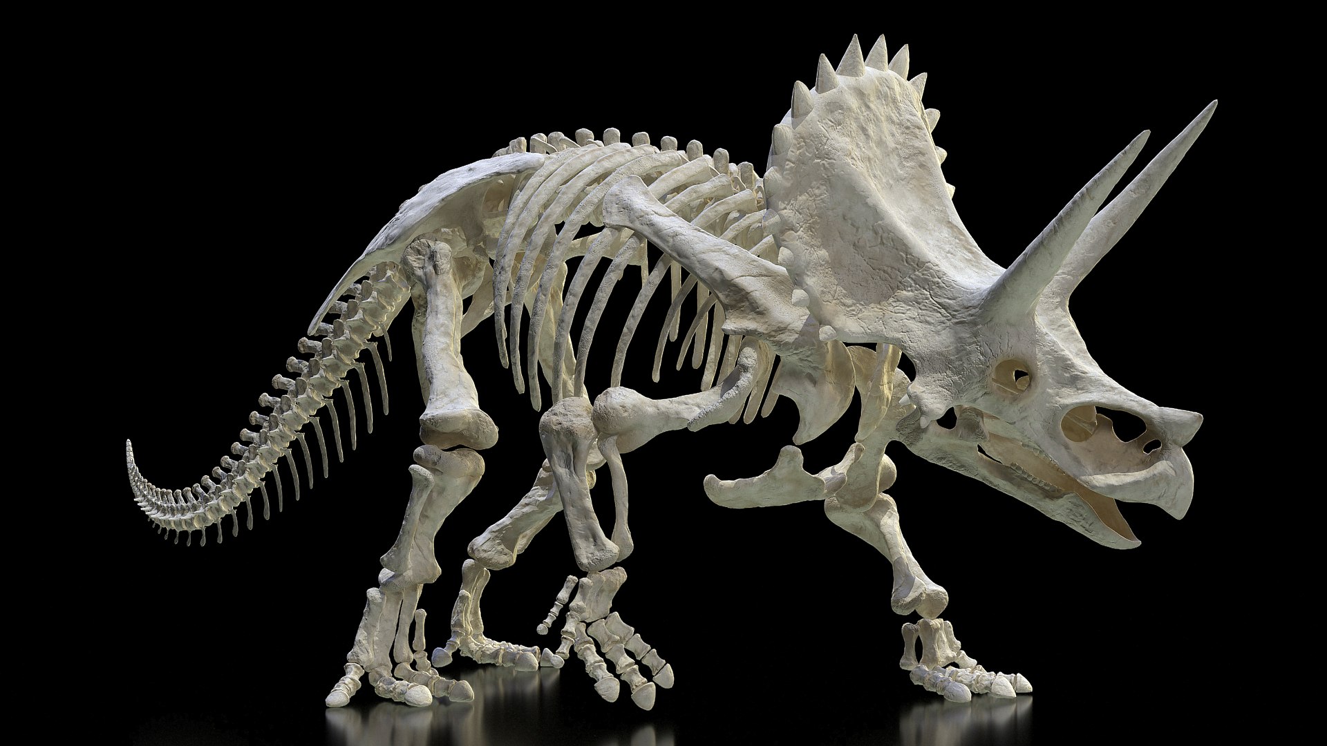 Triceratops Horridus Skeleton Walking Pose 3D model preview