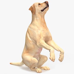 Begging White Labrador Dog Pose Animated Rigged for Maya