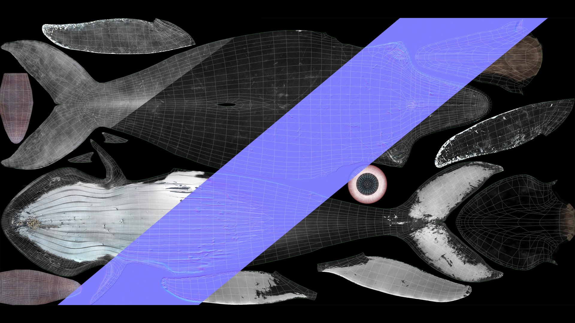 humpback whale 3D model https://p.turbosquid.com/ts-thumb/7U/AyQmre/1DJgjUnb/textures/jpg/1557135712/1920x1080/fit_q87/9a9840041e5ba21320ede0b76c3a606d82bbdbc7/textures.jpg