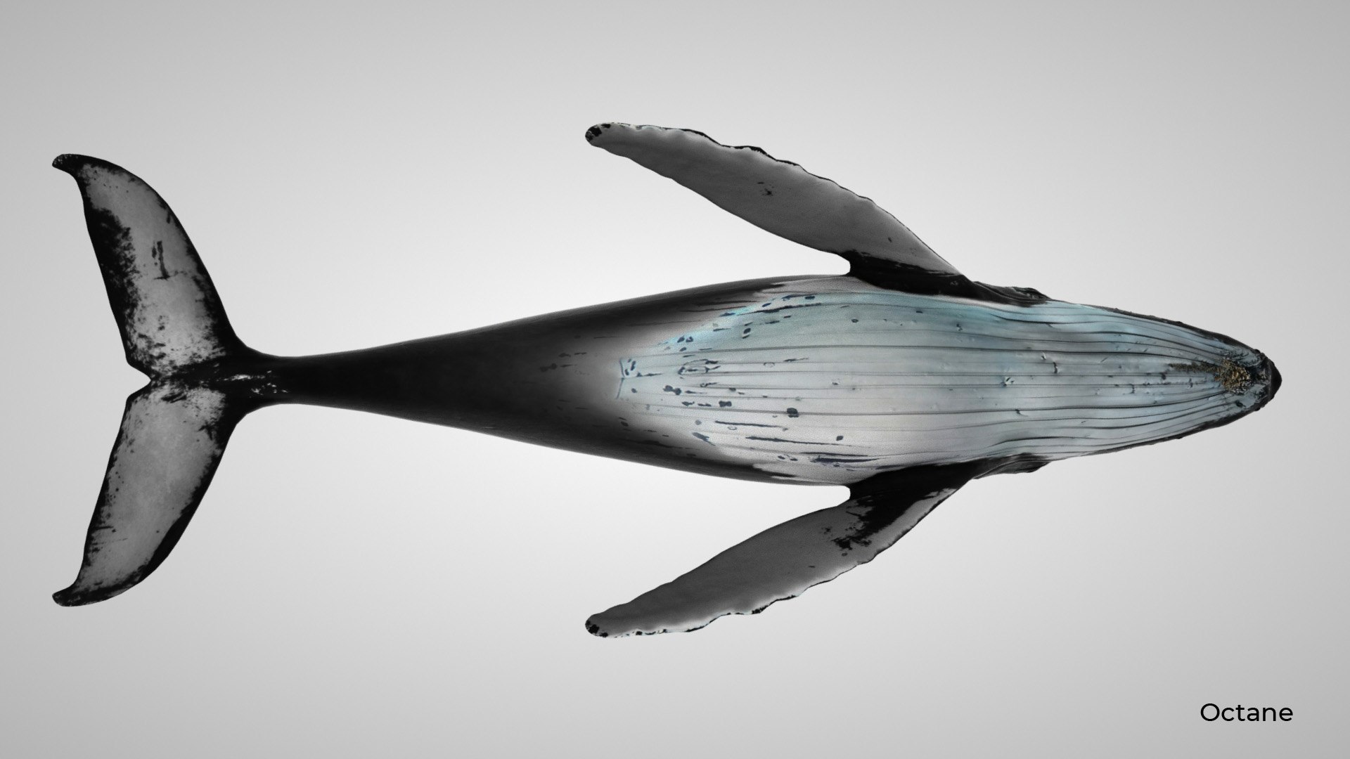 humpback whale 3D model https://p.turbosquid.com/ts-thumb/7U/AyQmre/1lXLkLN8/octane_4b/jpg/1557135712/1920x1080/fit_q87/303267450f954e59a5f5606de121a9180f5ba70a/octane_4b.jpg