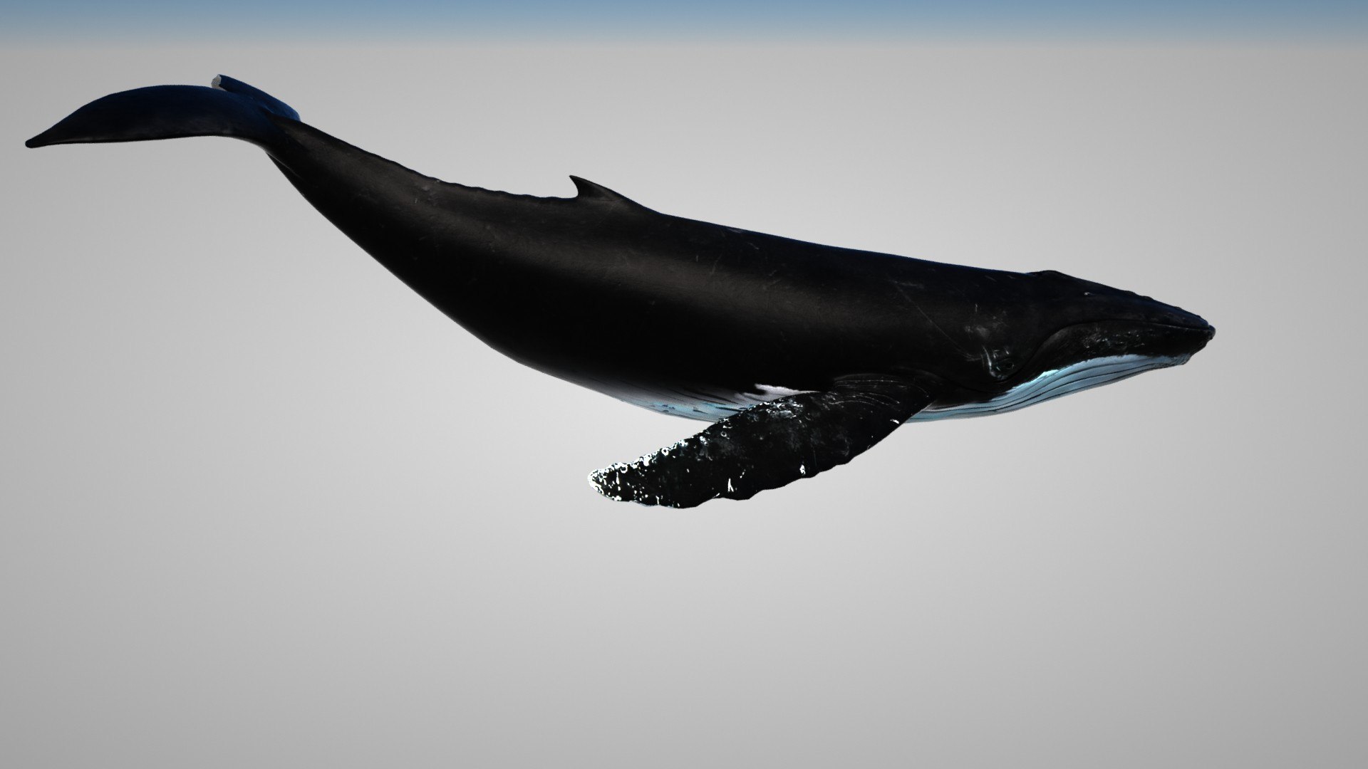 humpback whale 3D model https://p.turbosquid.com/ts-thumb/7U/AyQmre/2R/imagename01/jpg/1608166847/1920x1080/fit_q87/3d71b62fc76d9cceecffaaad16f298bf3ca602bb/imagename01.jpg