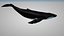 humpback whale 3D model