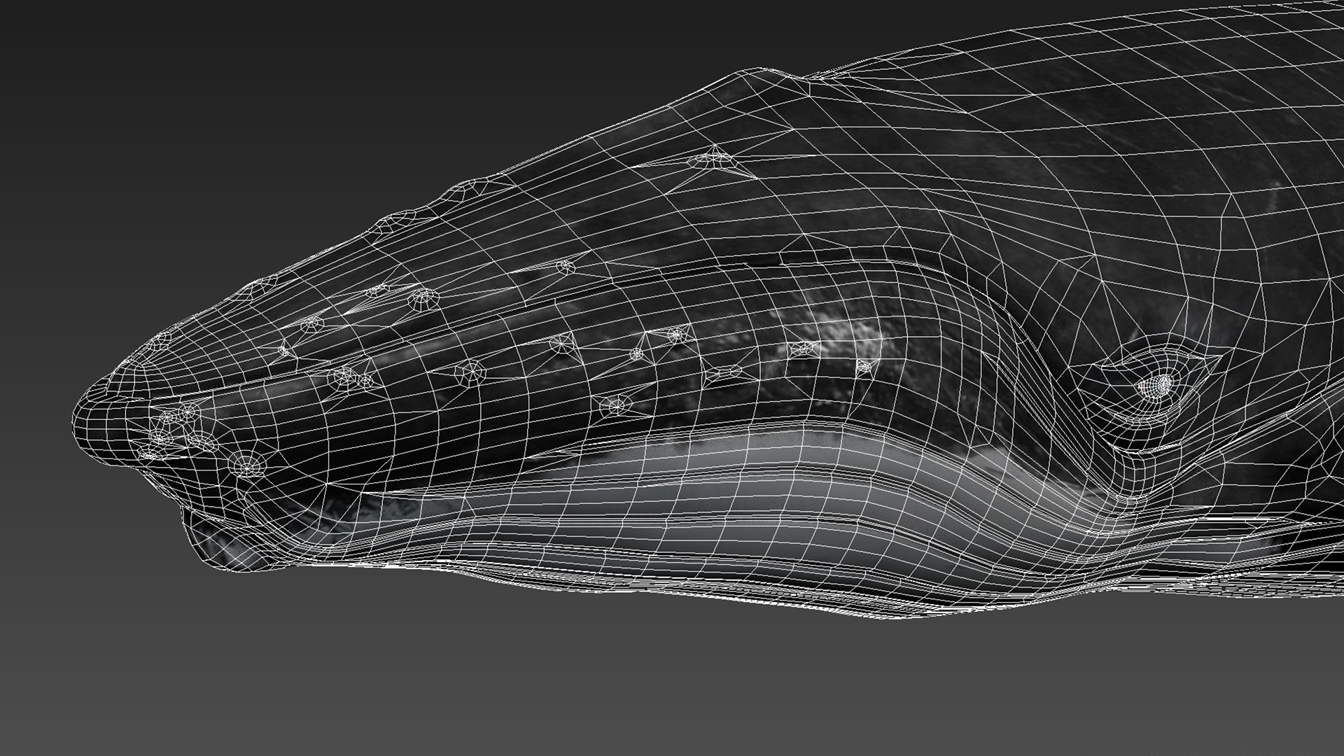 humpback whale 3D model https://p.turbosquid.com/ts-thumb/7U/AyQmre/2TsUyHdE/4/jpg/1557135712/1920x1080/fit_q87/9759e08351b27a1f4616b5df9f0122a1cf58abdd/4.jpg