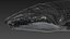 humpback whale 3D model