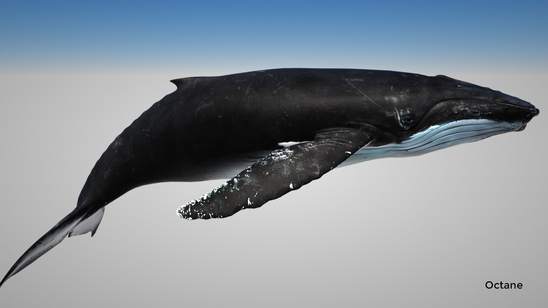 humpback whale 3D model https://p.turbosquid.com/ts-thumb/7U/AyQmre/4j6hnESx/octane_1/jpg/1557135712/1920x1080/fit_q87/c0ac561433b69511c184ab4a838b641ecbbd85a1/octane_1.jpg