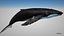humpback whale 3D model