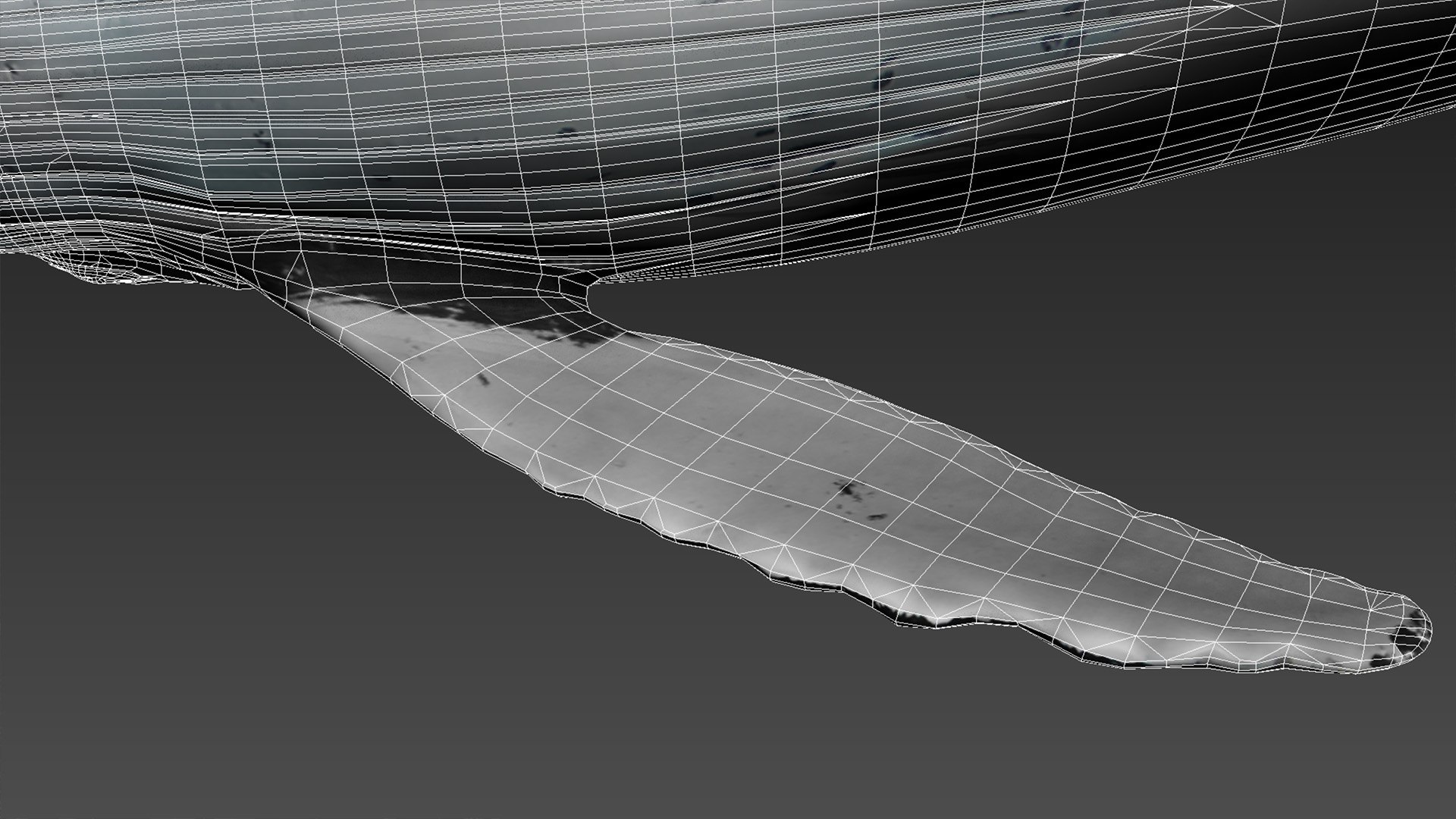 humpback whale 3D model https://p.turbosquid.com/ts-thumb/7U/AyQmre/7vryw0PM/13/jpg/1557135712/1920x1080/fit_q87/eb40f3b13d1e12bc1072f4eb0dfee2bccabf9204/13.jpg