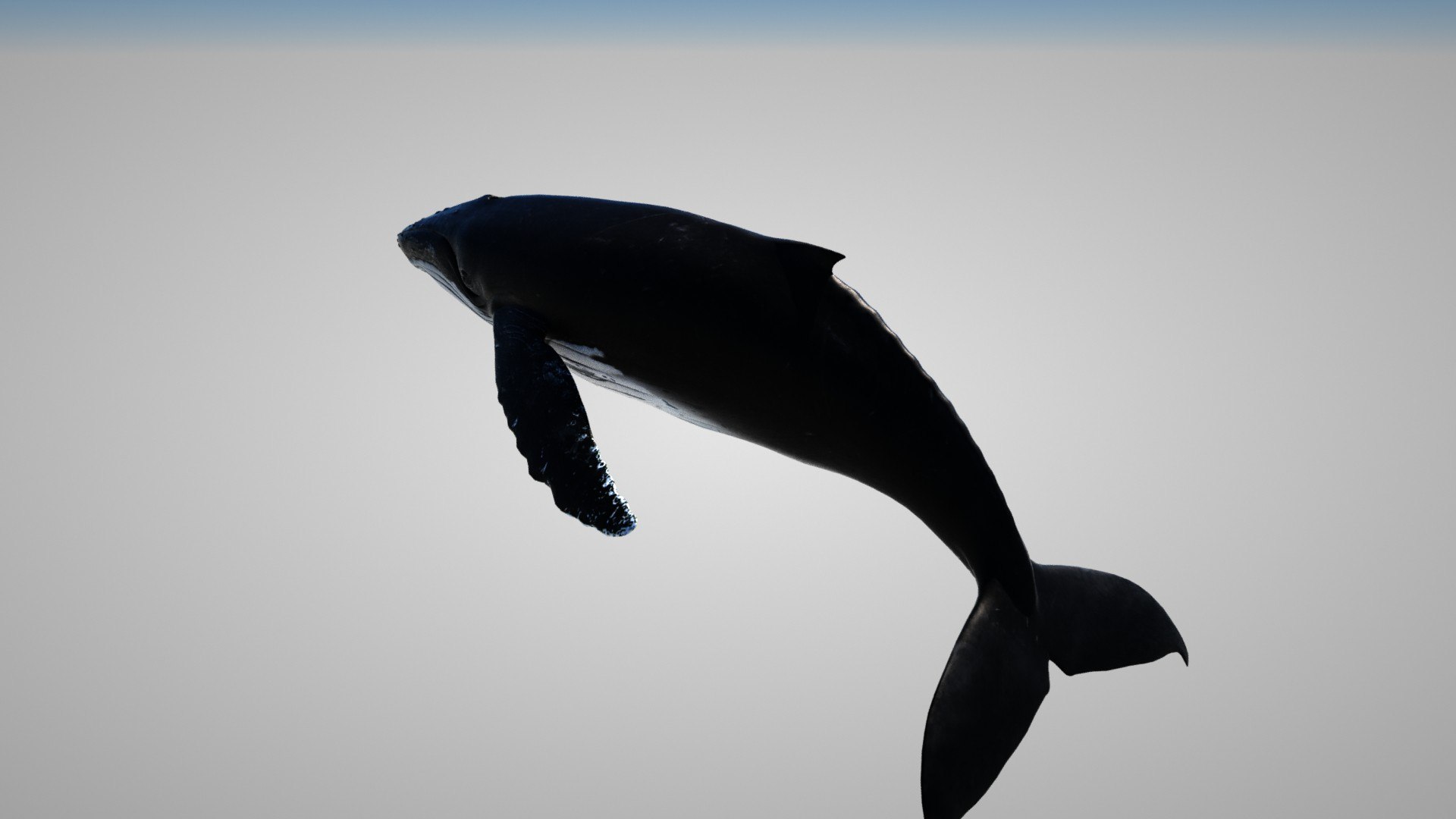humpback whale 3D model https://p.turbosquid.com/ts-thumb/7U/AyQmre/8e/imagename32/jpg/1608166839/1920x1080/fit_q87/df1566a3bea8dd0e8ab1263185fc066ad4360f95/imagename32.jpg