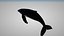 humpback whale 3D model