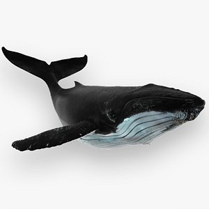 humpback whale 3D model