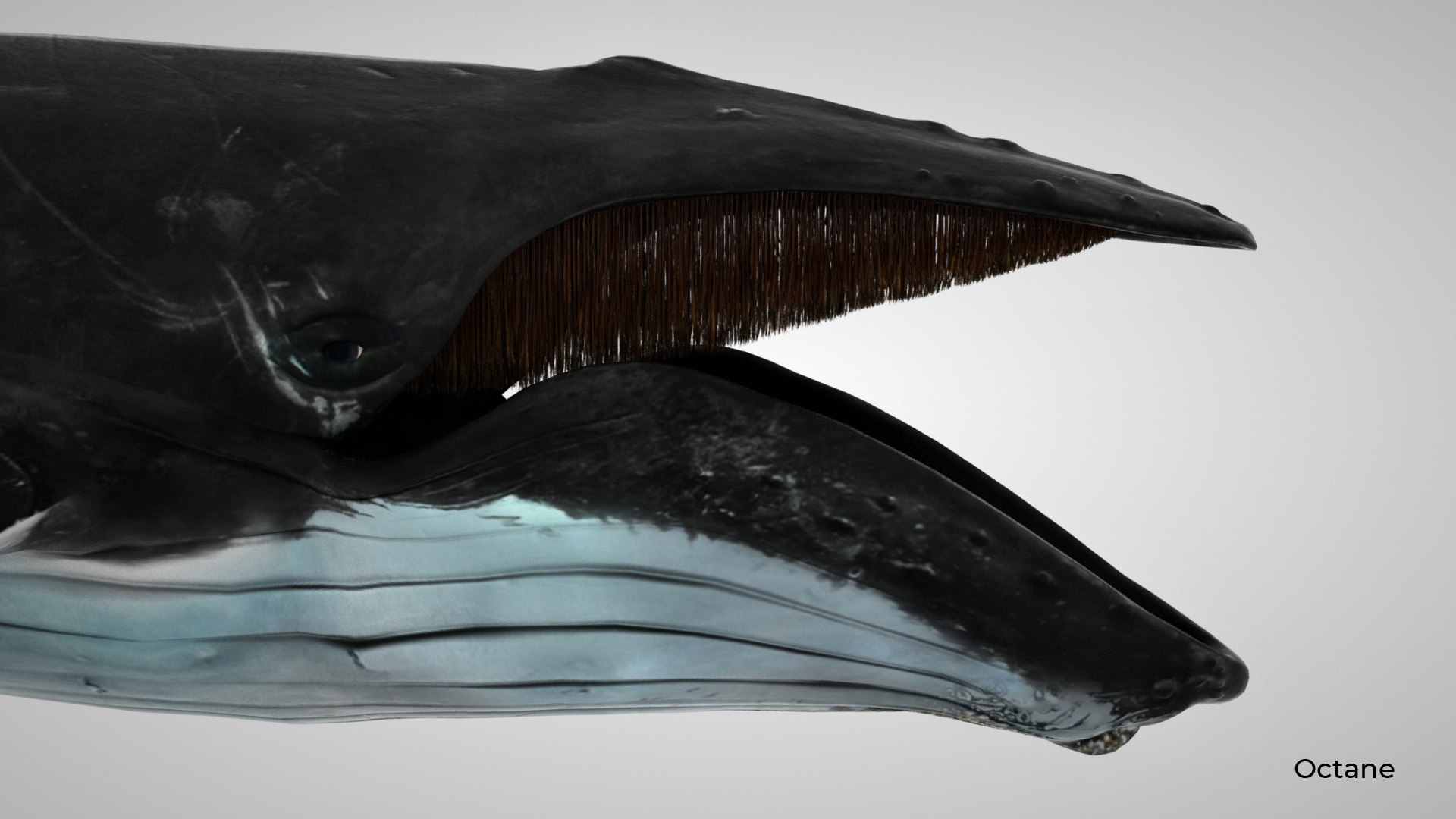 humpback whale 3D model https://p.turbosquid.com/ts-thumb/7U/AyQmre/L2c4YOkU/octane_2/jpg/1557135712/1920x1080/fit_q87/67275b6f71c2a5a56d0fc646f2eda70d7c607ace/octane_2.jpg