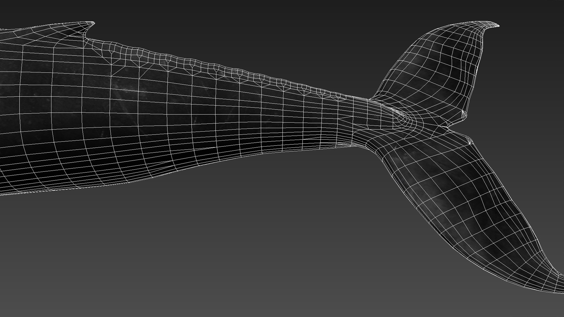 humpback whale 3D model https://p.turbosquid.com/ts-thumb/7U/AyQmre/QwZFdFfi/7/jpg/1557135712/1920x1080/fit_q87/de2c1dc2353982f03f31739903f788b98c99ae85/7.jpg