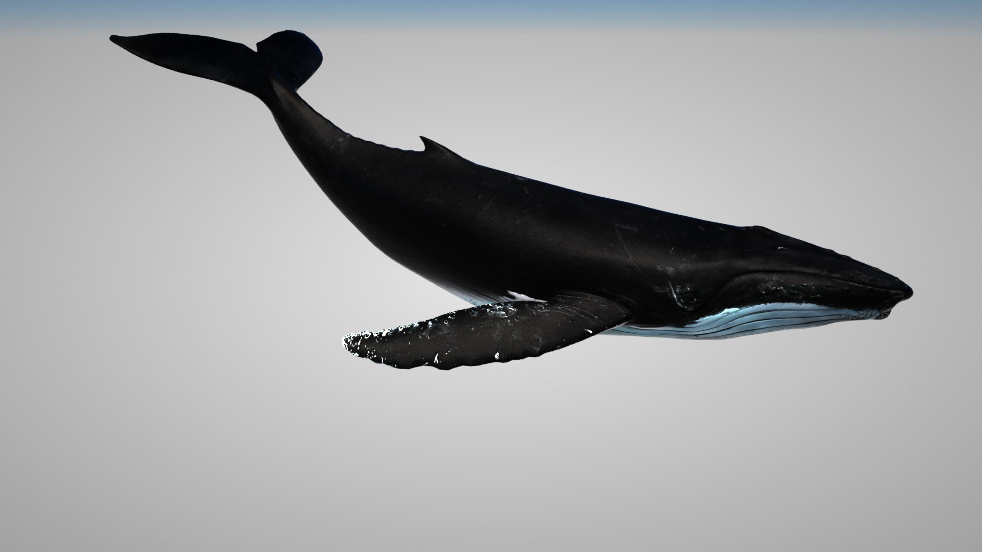 humpback whale 3D model https://p.turbosquid.com/ts-thumb/7U/AyQmre/iB/imagename05/jpg/1608166847/1920x1080/fit_q87/f2f872fa38aca3bed76edef1f64da51d03e0716e/imagename05.jpg