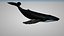 humpback whale 3D model
