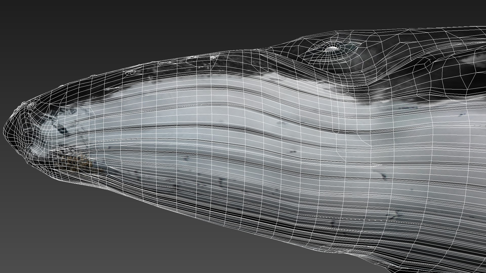 humpback whale 3D model https://p.turbosquid.com/ts-thumb/7U/AyQmre/jPgpr6KI/3/jpg/1557135712/1920x1080/fit_q87/37057353d403dd7452d86b1b47d2375bf7693554/3.jpg