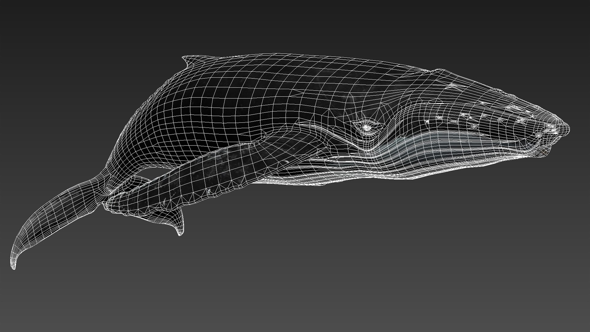 humpback whale 3D model https://p.turbosquid.com/ts-thumb/7U/AyQmre/sbkU6SJS/2/jpg/1557135712/1920x1080/fit_q87/96222ea4039e3abceea739885365cd920d14d42b/2.jpg