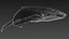 humpback whale 3D model