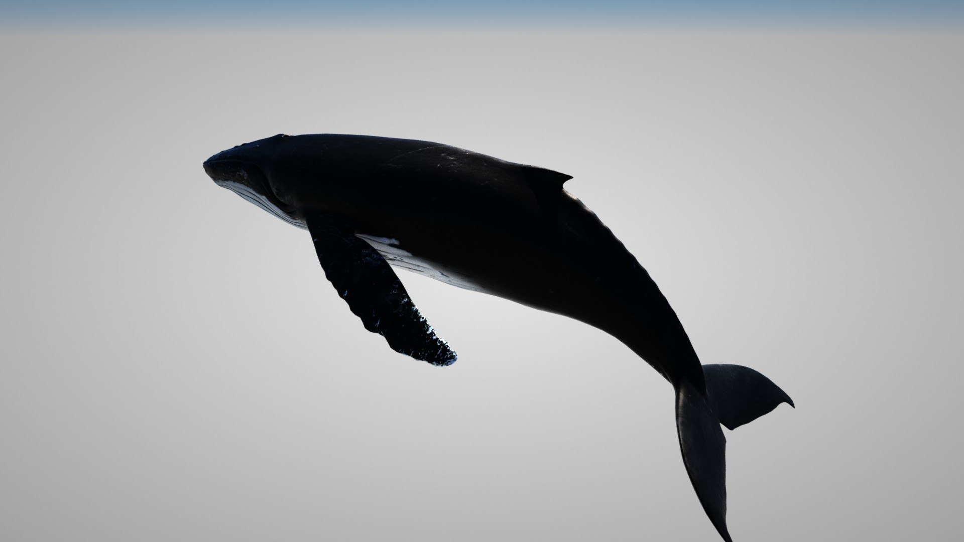 humpback whale 3D model https://p.turbosquid.com/ts-thumb/7U/AyQmre/vk/imagename30/jpg/1608166839/1920x1080/fit_q87/df4023d8f163ab568125fe9fdad0f51bb1344ac5/imagename30.jpg