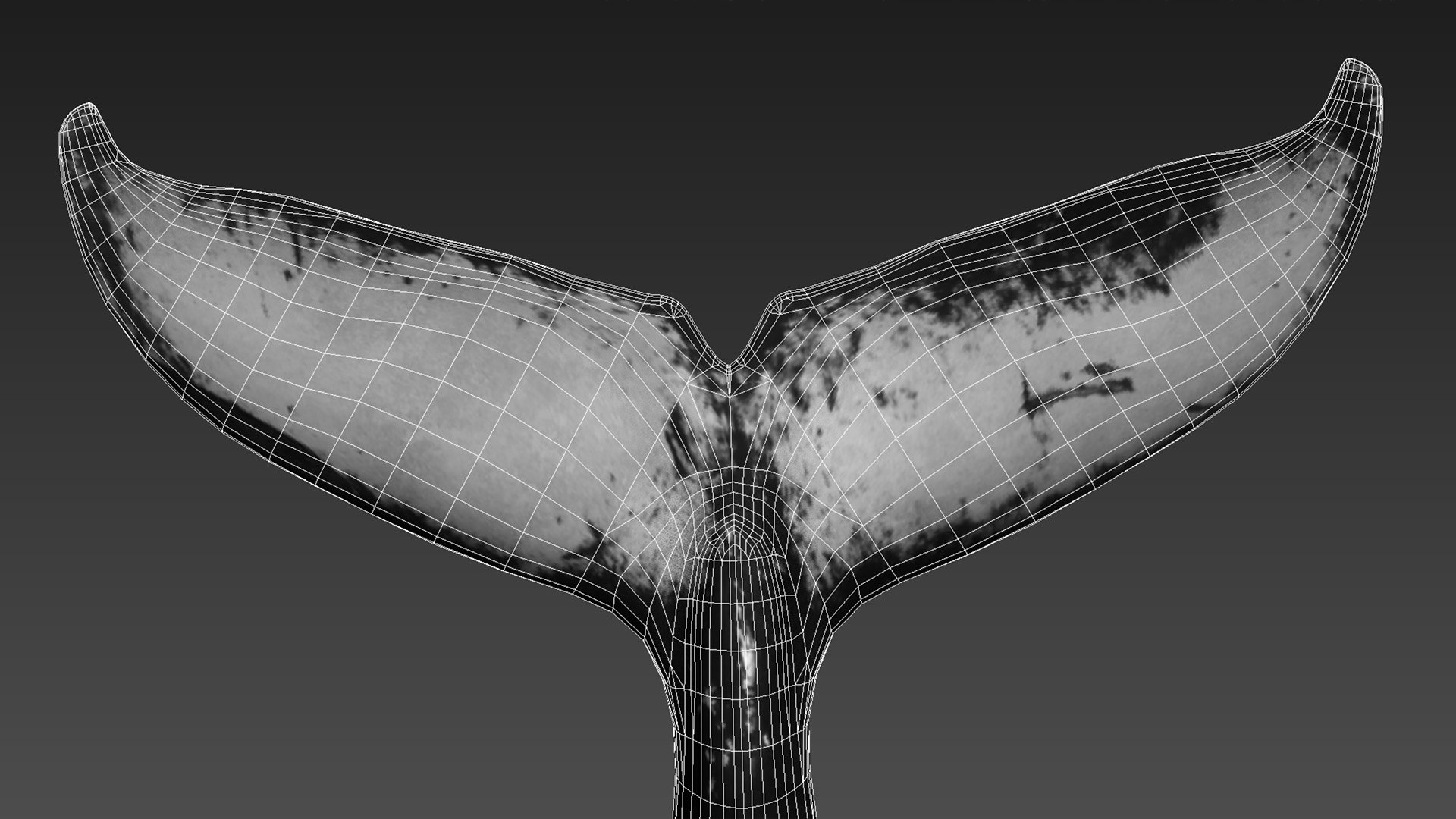 humpback whale 3D model https://p.turbosquid.com/ts-thumb/7U/AyQmre/wi/10/jpg/1608166705/1920x1080/fit_q87/0a6cbaa06c6fe87665630112f036680d3d9364a0/10.jpg