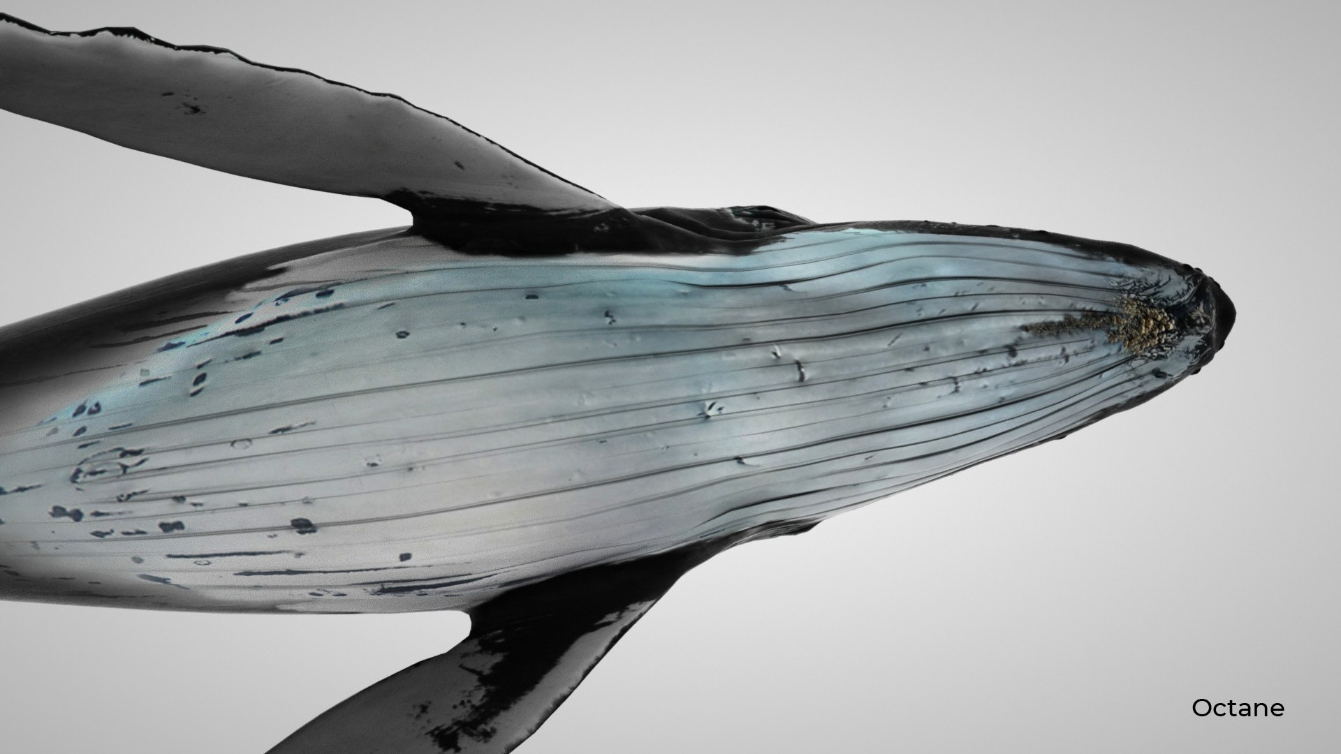 humpback whale 3D model https://p.turbosquid.com/ts-thumb/7U/AyQmre/xNZ4xBFe/octane_4/jpg/1557135712/1920x1080/fit_q87/8c9fe56370ef9dfeacd9b72d252012ee0652ba68/octane_4.jpg