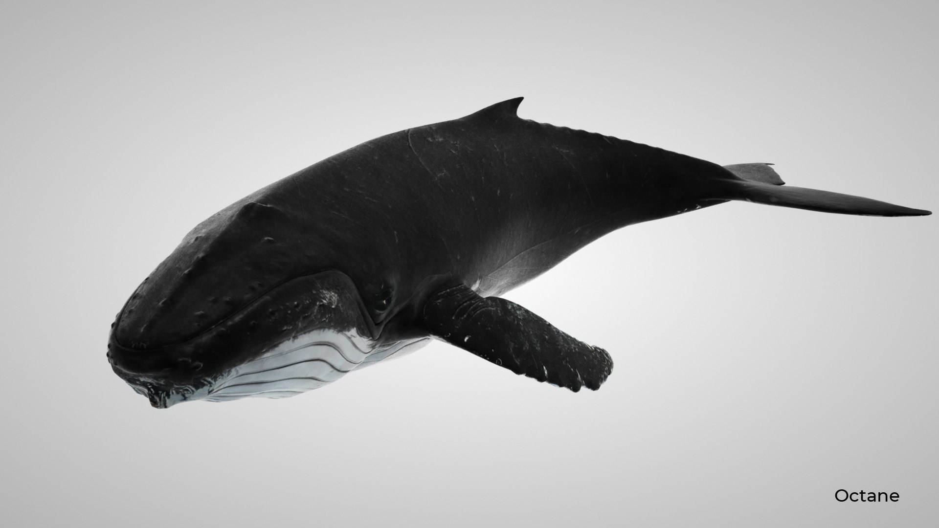 humpback whale 3D model https://p.turbosquid.com/ts-thumb/7U/AyQmre/xROL5HW8/octane_7/jpg/1557135712/1920x1080/fit_q87/55795b3b9e9131600ff7a873dd249d1abfcbaae5/octane_7.jpg