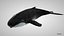 humpback whale 3D model
