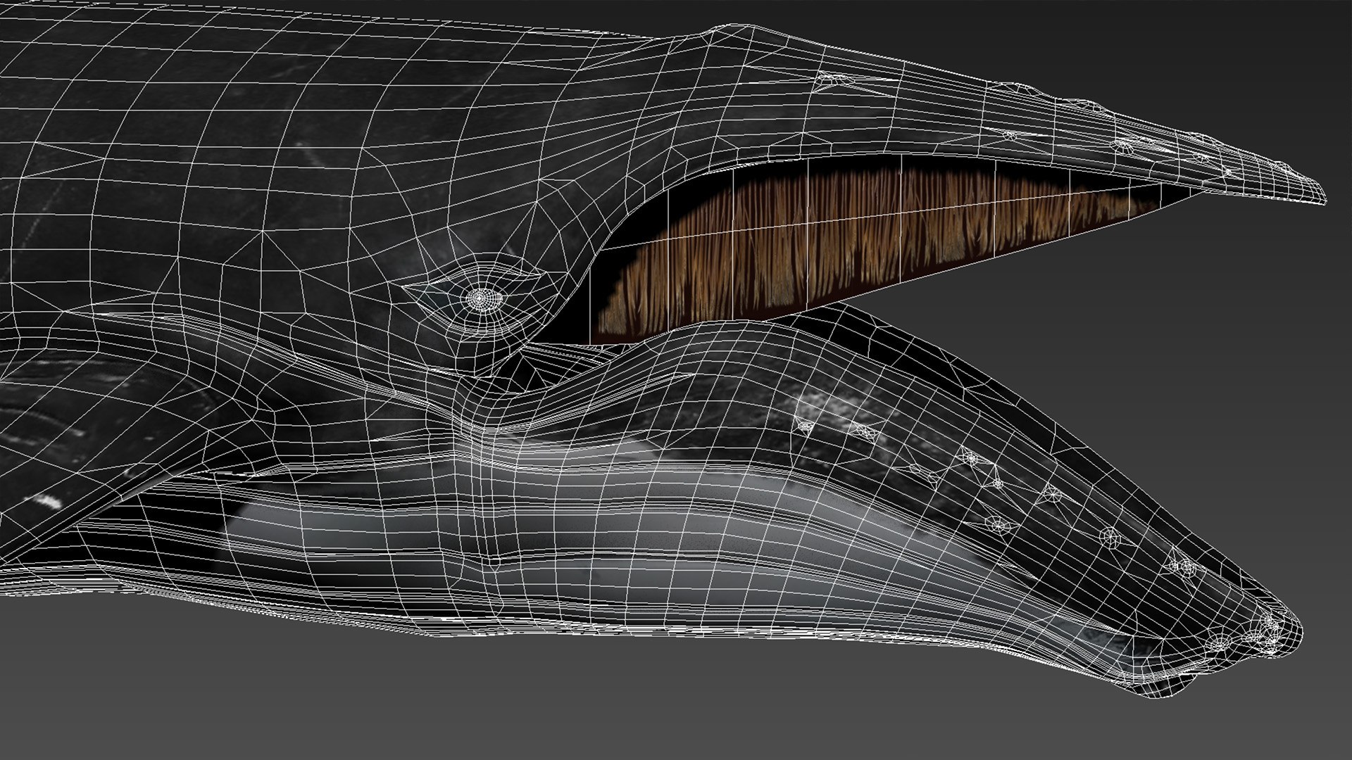 humpback whale 3D model https://p.turbosquid.com/ts-thumb/7U/AyQmre/zelZQiVt/14/jpg/1557135712/1920x1080/fit_q87/95d48b0c6e916cda9a67853020fcc9dd59f22aac/14.jpg