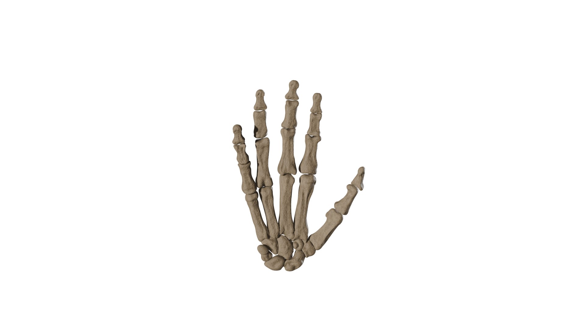 Realistic Human Hand Skeleton - Anatomically Correct 3D Model 3D model https://p.turbosquid.com/ts-thumb/7U/BQNOle/Cy/0132/png/1775140151/1920x1080/fit_q87/6a55cc5082f319aa164f013181ee485accd71b4f/0132.jpg
