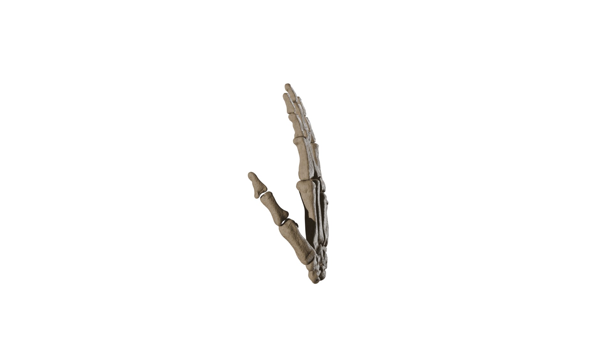 Realistic Human Hand Skeleton - Anatomically Correct 3D Model 3D model https://p.turbosquid.com/ts-thumb/7U/BQNOle/Ri/0074/png/1775140192/1920x1080/fit_q87/9ad7305ba8e5d006b4c582f07365449990dda94a/0074.jpg
