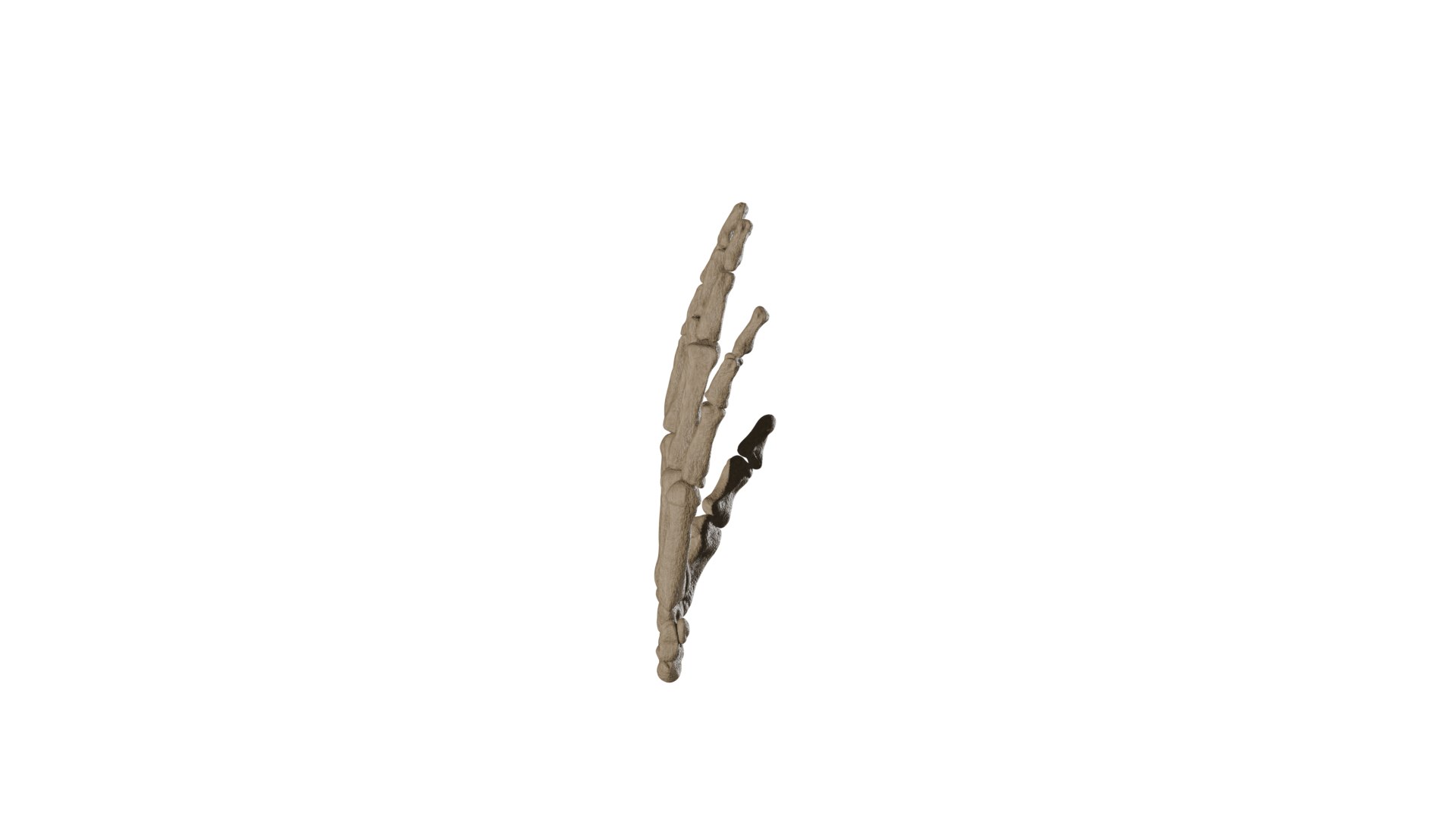 Realistic Human Hand Skeleton - Anatomically Correct 3D Model 3D model https://p.turbosquid.com/ts-thumb/7U/BQNOle/XO/0170/png/1775140168/1920x1080/fit_q87/e357d81aa5ec8fbf69aae18b8801072142bc3fc7/0170.jpg