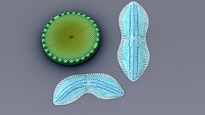 3d diatoms algae cells model