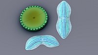 Diatom