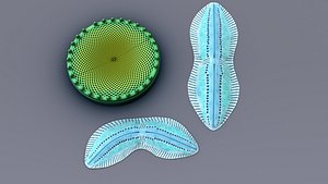 Diatom
