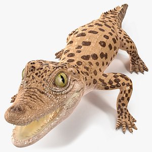 Baby Crocodile Light Color Rigged for Cinema 4D 3D model