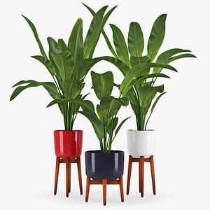 Banana Palm