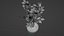 Small Rose Plant