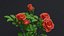 Small Rose Plant