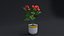 Small Rose Plant