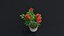 Small Rose Plant