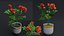 Small Rose Plant