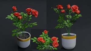 Small Rose Plant