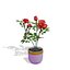 Small Rose Plant
