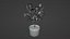 Small Rose Plant