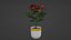 Small Rose Plant