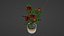 Small Rose Plant